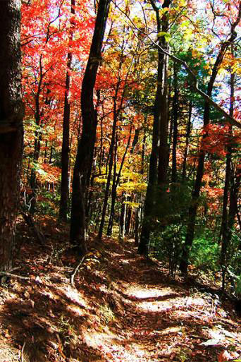 Bull Mountain Bike Trail bull mountain trees