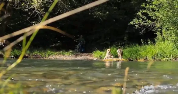 dog