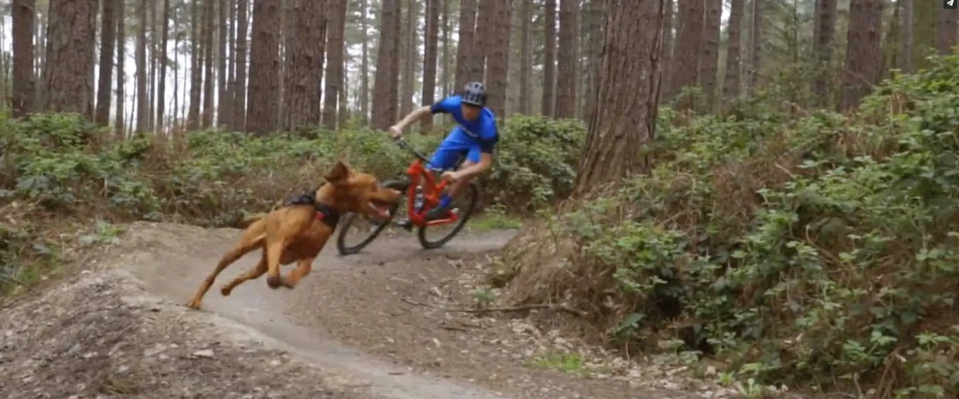 Trail Dogs