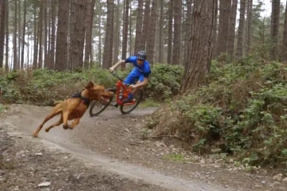 Trail Dogs