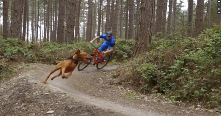 Trail Dogs