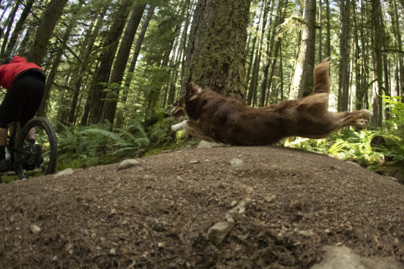 A Dogs Tale from Shimano