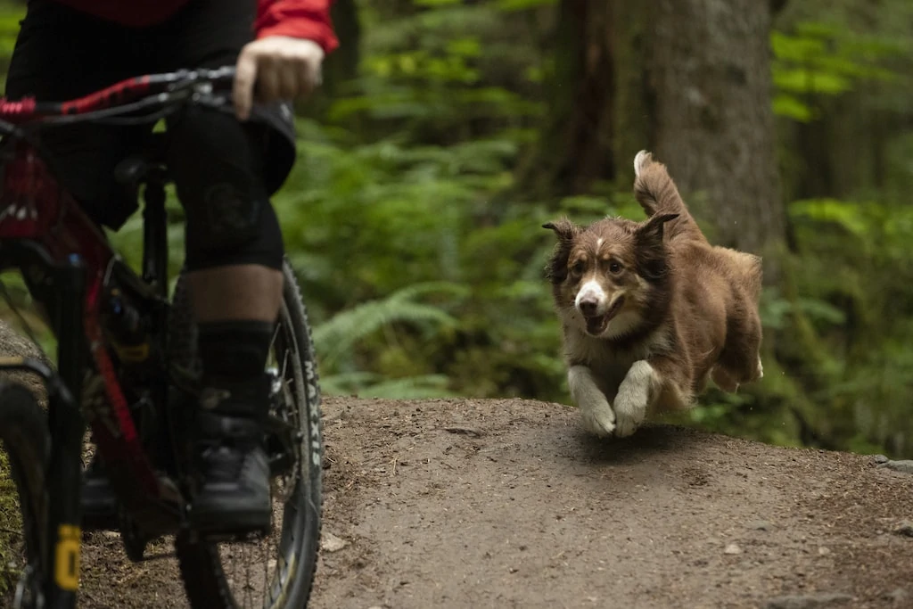 This will hit you RIGHT IN THE FEELS / Shimano's "A Dog's Tale" 5 A Dogs Tale from Shimano