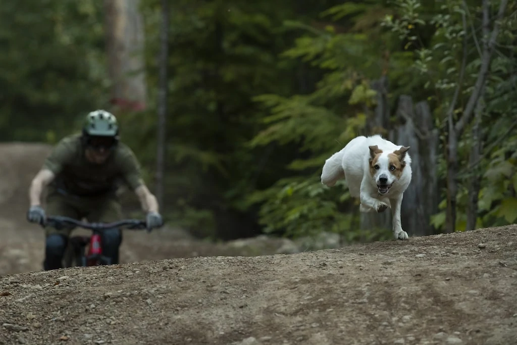 This will hit you RIGHT IN THE FEELS / Shimano's "A Dog's Tale" 6 A Dogs Tale from Shimano