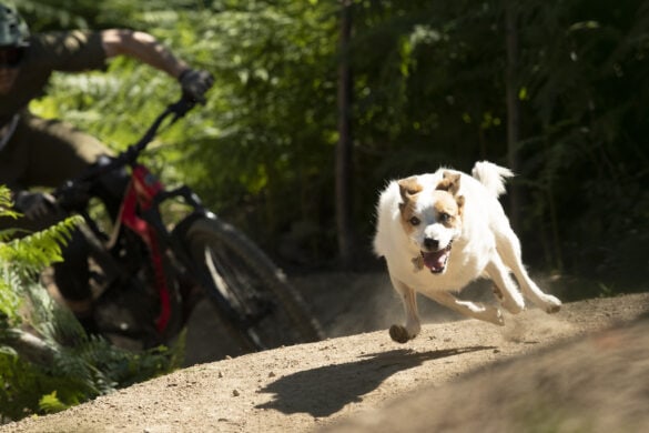 A Dogs Tale from Shimano