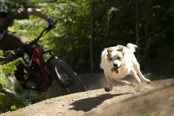 A Dogs Tale from Shimano