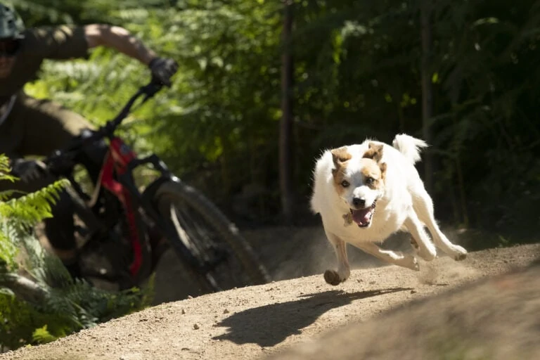 A Dogs Tale from Shimano