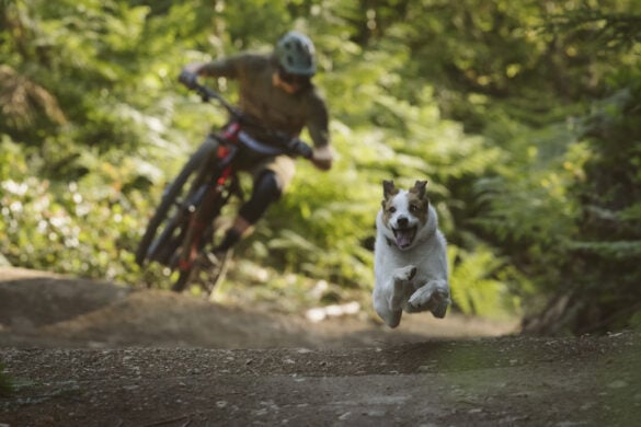 A Dogs Tale from Shimano A Dogs Tale from Shimano