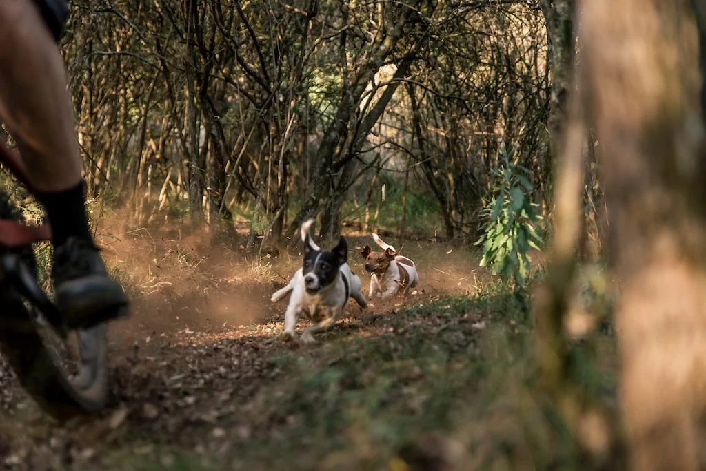 This will hit you RIGHT IN THE FEELS / Shimano's "A Dog's Tale" 7 A Dogs Tale from Shimano